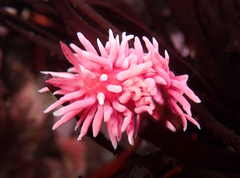 Okenia rosacea