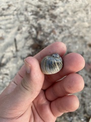 Notocochlis chemnitzii