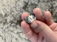 Notocochlis chemnitzii