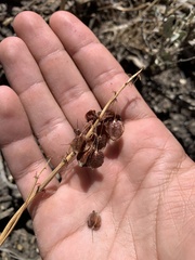 Rumex venosus