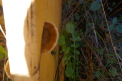 Hapalopilus rutilans