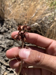 Rumex venosus