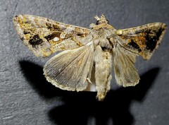 Chrysodeixis