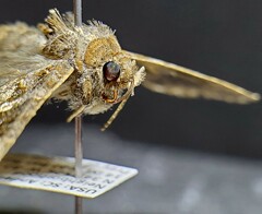 Chrysodeixis