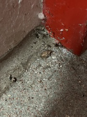 Gryllodes sigillatus