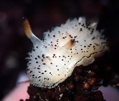 Acanthodoris rhodoceras