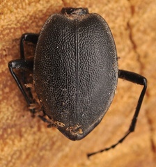 Cychrus caraboides