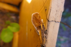 Hapalopilus rutilans