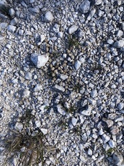 Chondrilla chondrilloides