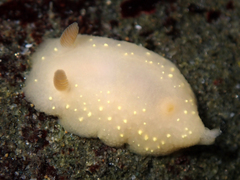 Cadlina modesta