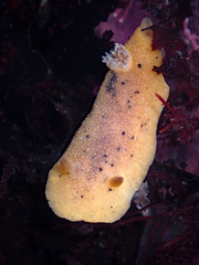 Geitodoris heathi