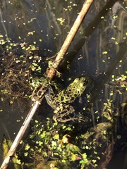 Lithobates septentrionalis