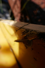 Hapalopilus rutilans