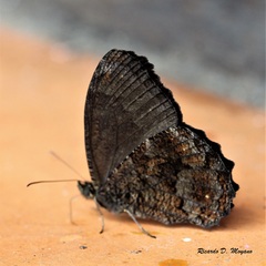 Praepedaliodes phanias