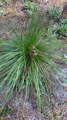 Pinus palustris