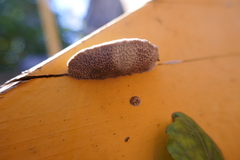 Hapalopilus rutilans