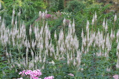 Veronicastrum