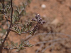 Ocimum burchellianum