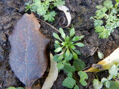 Draba verna