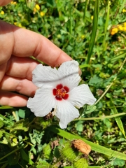 Pavonia glechomoides
