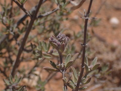 Ocimum burchellianum
