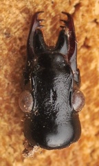Cychrus caraboides