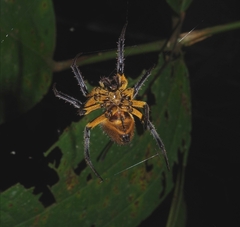 Eriophora fuliginea