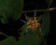 Eriophora fuliginea