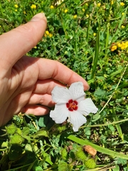 Pavonia glechomoides