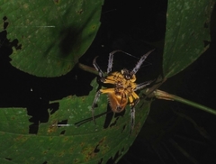 Eriophora fuliginea