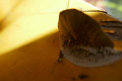 Hapalopilus rutilans