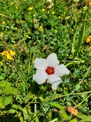 Pavonia glechomoides