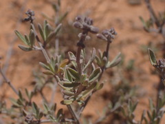 Ocimum burchellianum