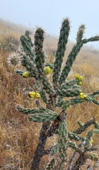 Cylindropuntia imbricata