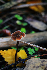 Auriscalpium vulgare