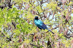 Lamprotornis australis