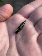 Semiotus exsolutus