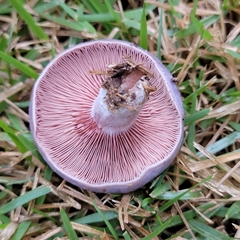 Lactarius paradoxus