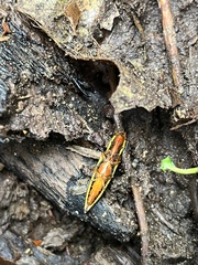 Semiotus exsolutus