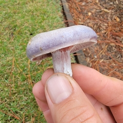 Lactarius paradoxus