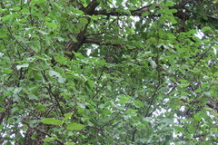 Pyrus ussuriensis