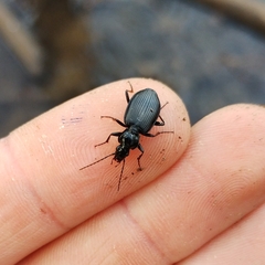 Limodromus assimilis