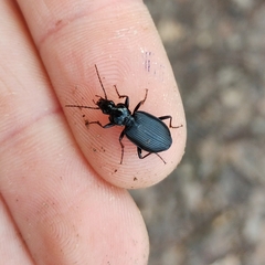 Limodromus assimilis