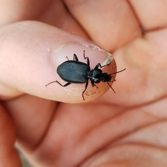 Limodromus assimilis