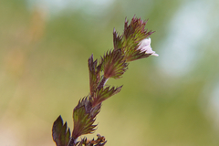 Euphrasia stricta