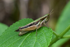 Spathosternum prasiniferum