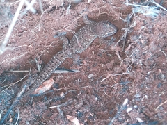 Pachydactylus capensis