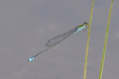 Pseudagrion rubriceps