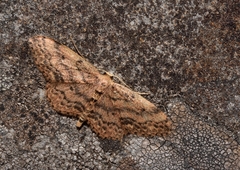 Idaea maderae
