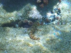 Parablennius gattorugine